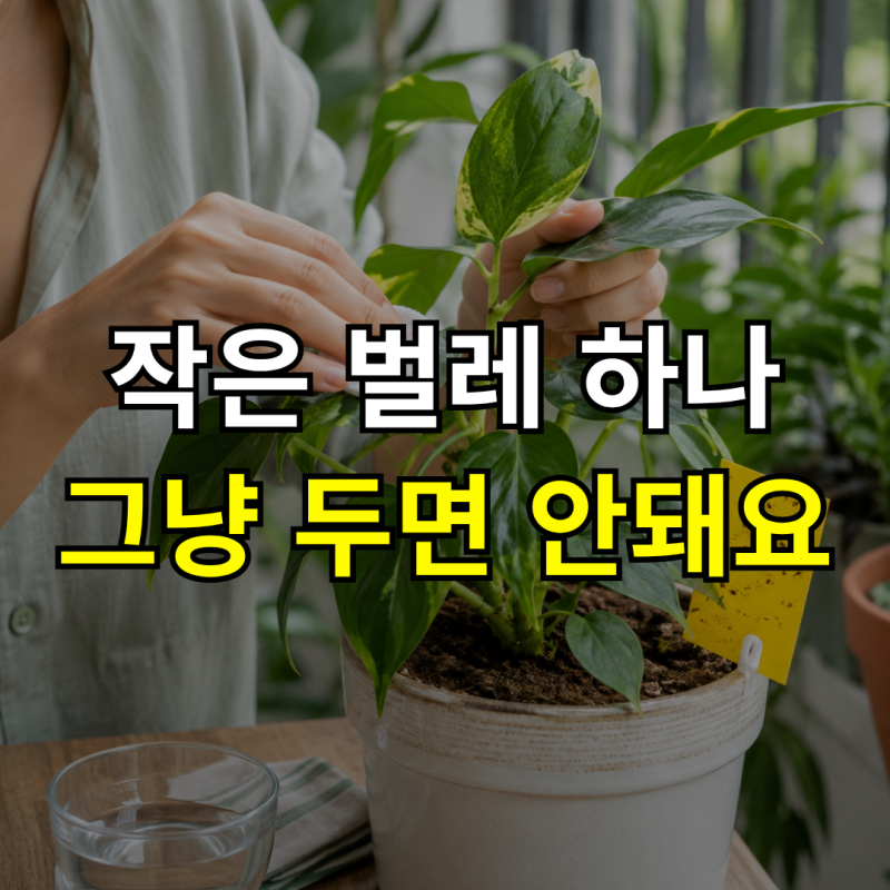 화분 벌레 종류 뭐가 있을까? 총채벌레, 깍지벌레, 뿌리파리 퇴치 방법