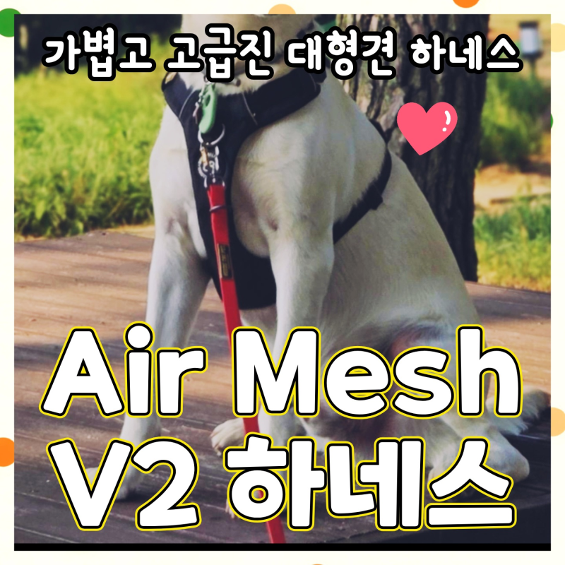 [완전추천꿀템] 대형견 하네스 추천｜불리빌로우 Air Mesh v2 하네스｜리트리버 하네스 내돈내....
