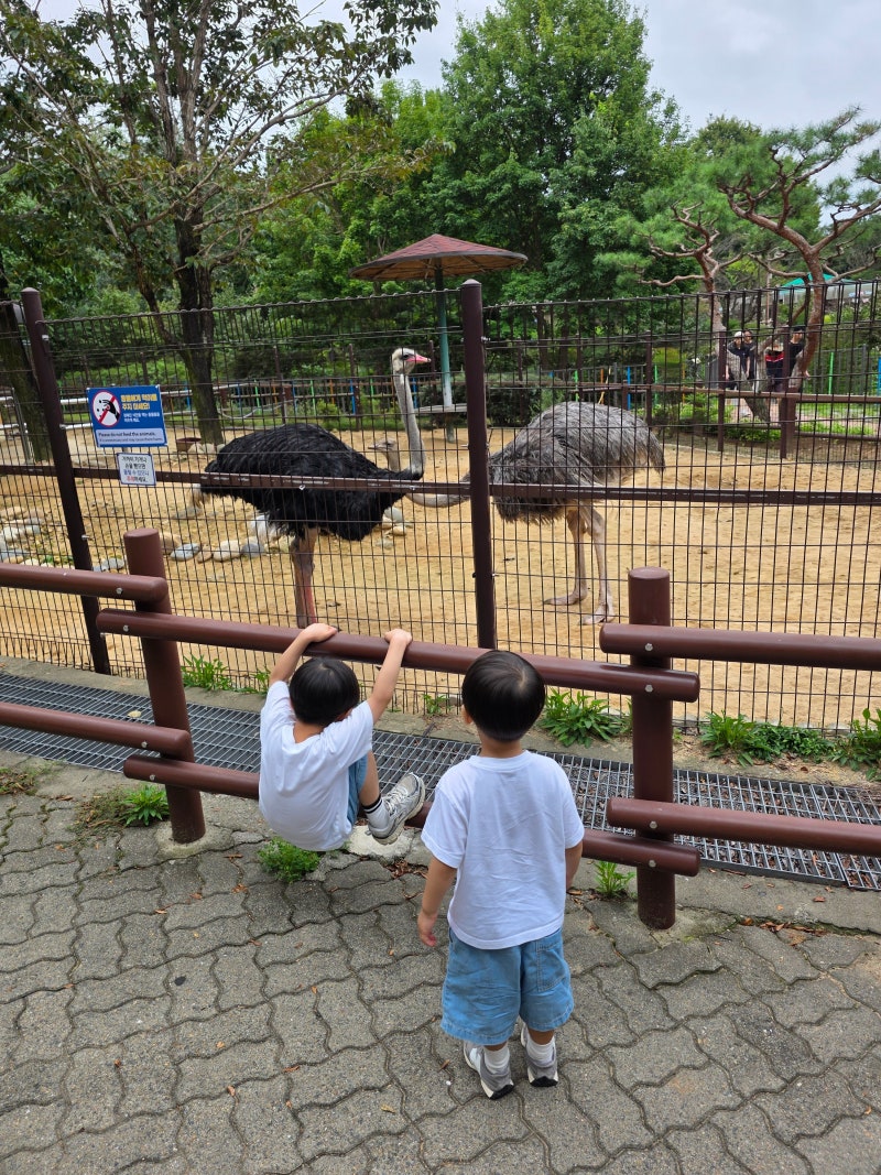 인천대공원 동물원 아이랑 가볼 만한 곳 추천! 주차 꿀팁부터 무료입장 및 아이랑 방문 전 알....