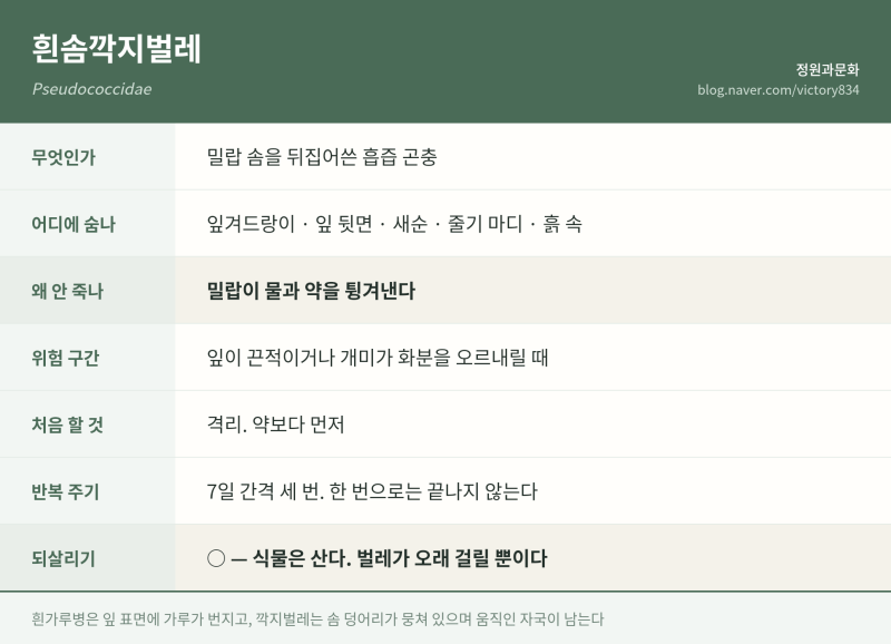 흰솜깍지벌레 없애는 법, 솜이 보였을 땐 이미 3주가 지나 있다