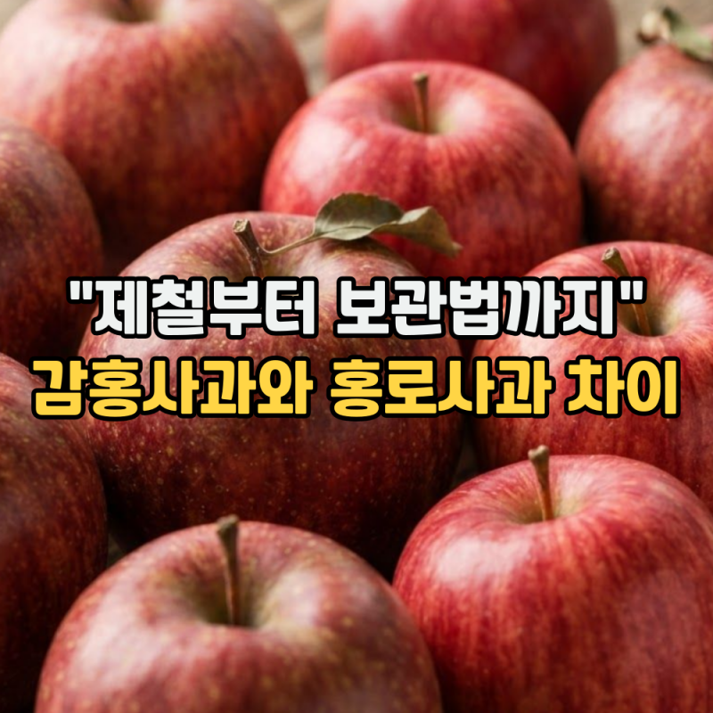 감홍사과와 홍로사과 차이 "제철부터 당도와 보관법까지"