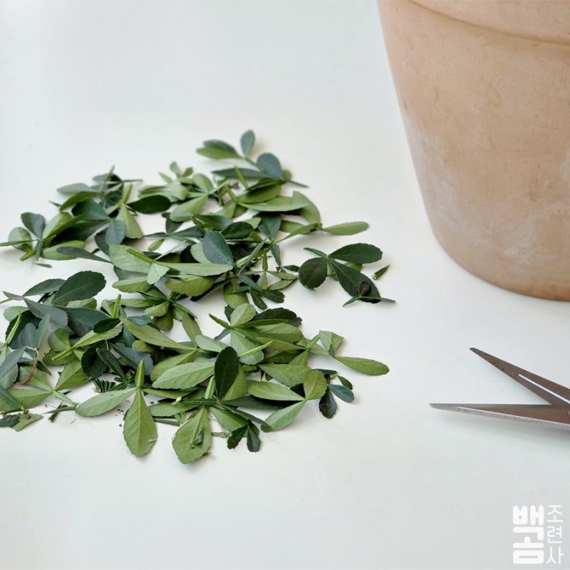 유주나무 키우기｜죽은 줄 알았는데 탱자나무 키우기로 변경?_성장 기록 6 (마지막)