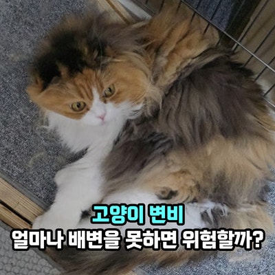 고양이 변비 얼마나 배변을 못하면 위험할까? 의심 증상과 예방법