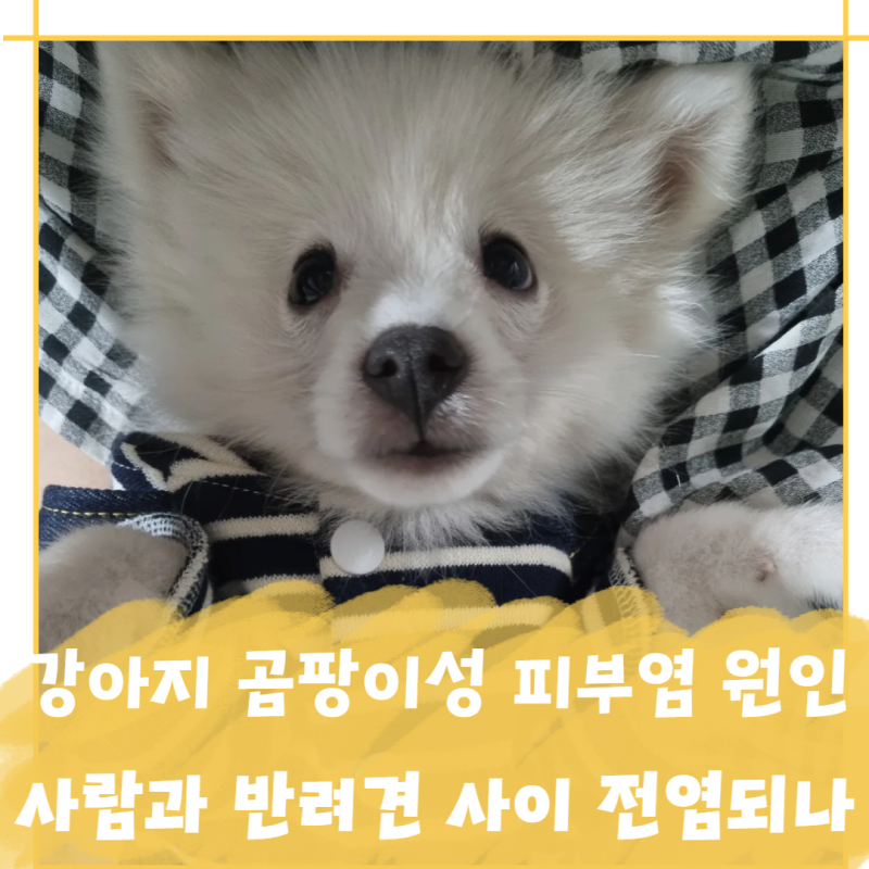 강아지 곰팡이성 피부염 원인 증상, 사람과 반려견 사이 전염되나요?