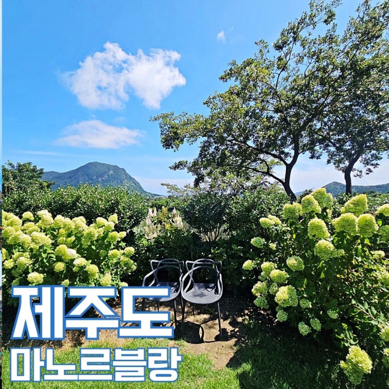 9月濟州島必訪景點 Manor Blanc 歐洲繡球花 粉黛亂子草現況 刨冰