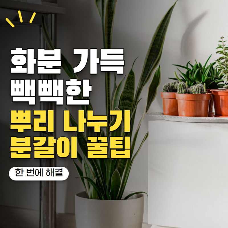 산세베리아 한 화분이 너무 빽빽하다면? 뿌리 나누기 좋은 시기와 분갈이 방법