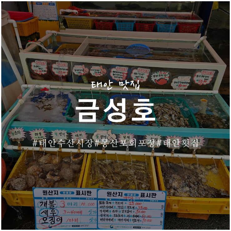 태안 수산시장 몽산포수산시장 회포장 맛집 금성호