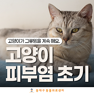 고양이 피부염 초기, 딱지와 털빠짐이 보인다면 확인해보세요