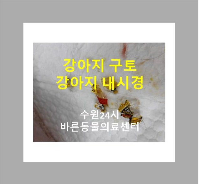 수원봉담강아지내시경 / 수원봉담강아지구토 / 수원24시동물병원 /봉담24시동물병원 / 당수지....