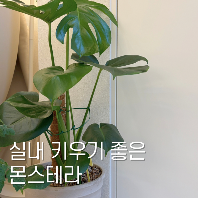 몬스테라 키우기 물주는 주기 초보자가 키우기 쉬운 식물
