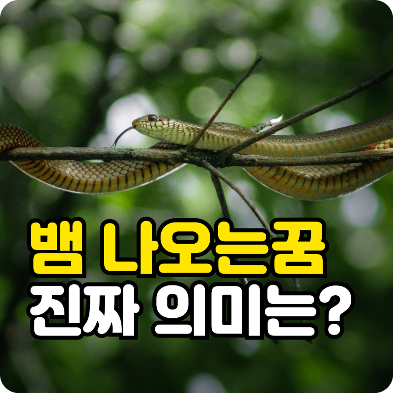 뱀 나오는 꿈을 꿨다면 무조건 알아야 할 소름 돋는 반전 의미