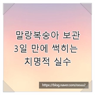 말랑복숭아 보관, 3일 만에 썩히는 치명적 실수
