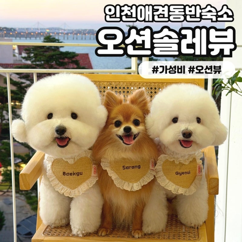 [오션솔레뷰] 인천애견동반숙소 구읍뱃터 10만원 미만 가성비 좋은 오션뷰 영종도 에어비앤....