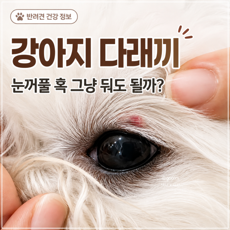 강아지 다래끼 원인 증상 치료, 눈꺼풀 혹 그냥 둬도 될까?