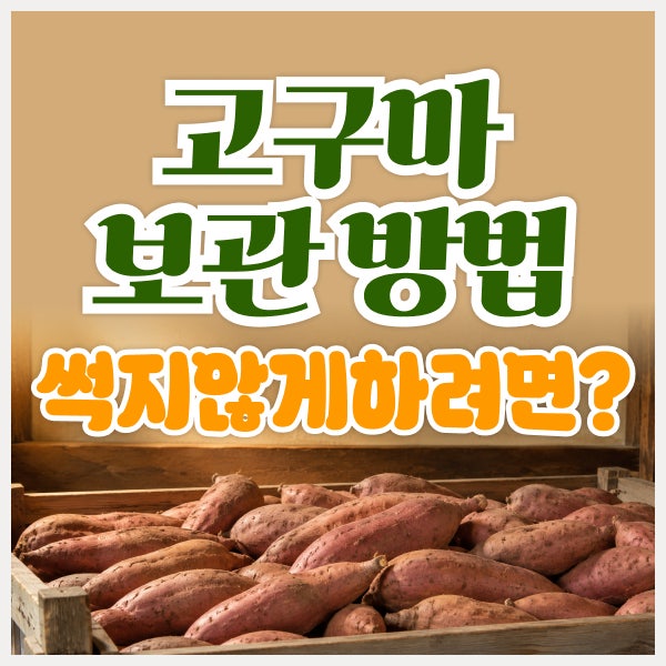 고구마 보관 방법 총정리, 썩지 않고 오래 보관하려면?