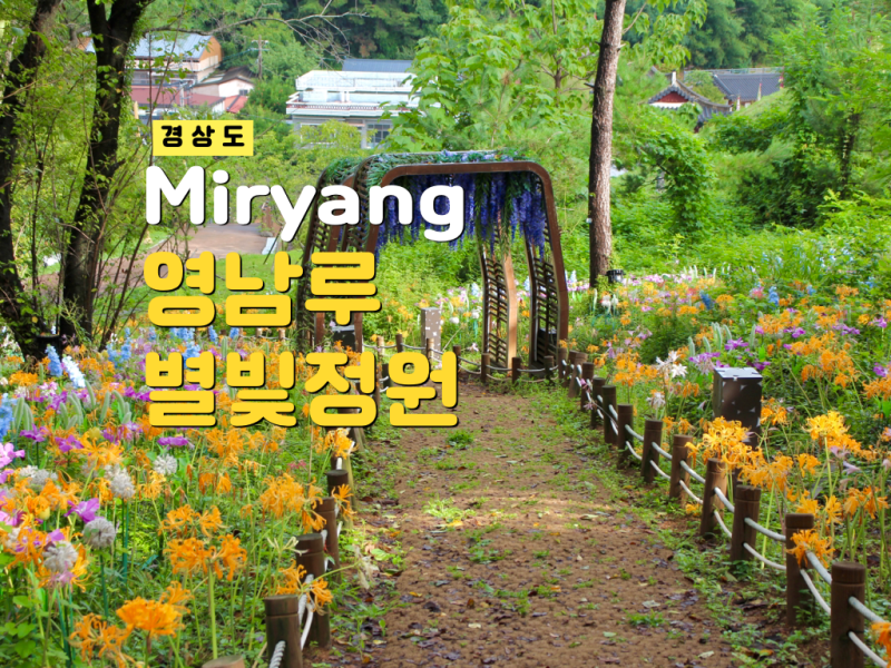 밀양 가볼만한곳 밀양읍성 영남루 별빛정원 상사화 주차 찾아가는 방법