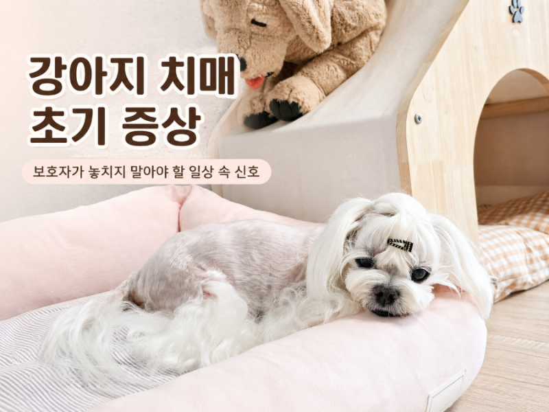 강아지 치매 초기 증상, 보호자가 놓치지 말아야 할 일상 속 신호