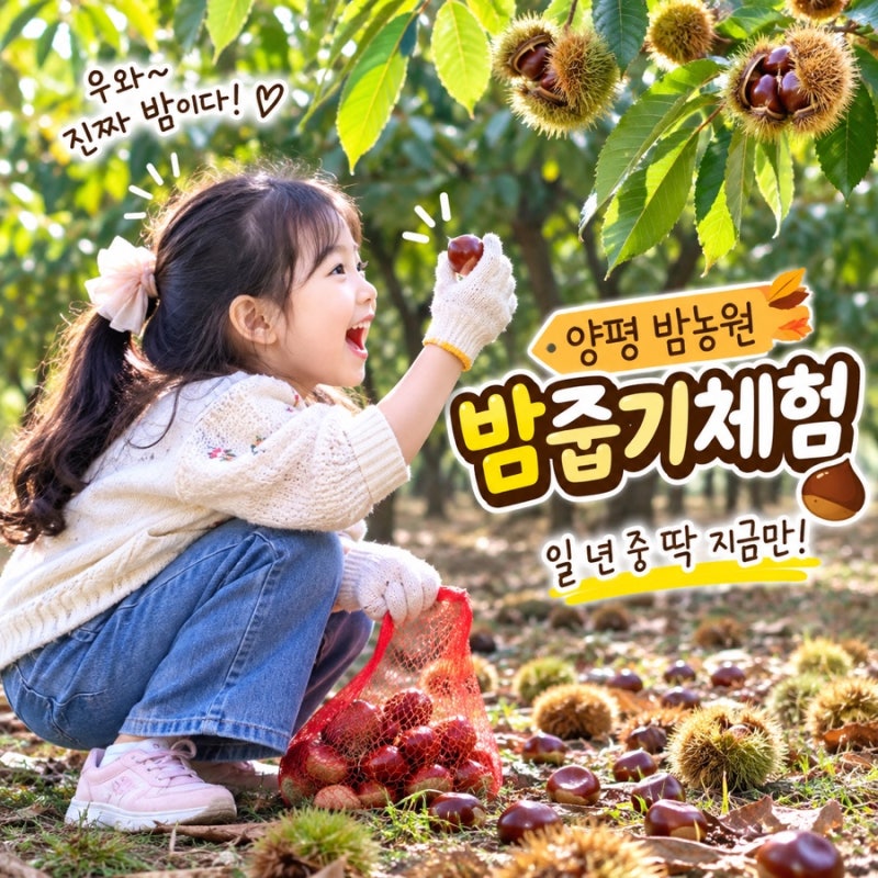 양평 밤농원 가을이야기 밤줍기체험｜아이랑 서울 근교 가을 체험 가볼만한 곳