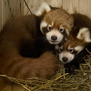서울대공원 아기 레서판다 쌍둥이 이름 선정!"마롱이와 마루" 라비와 리안이의 새끼 레서판....