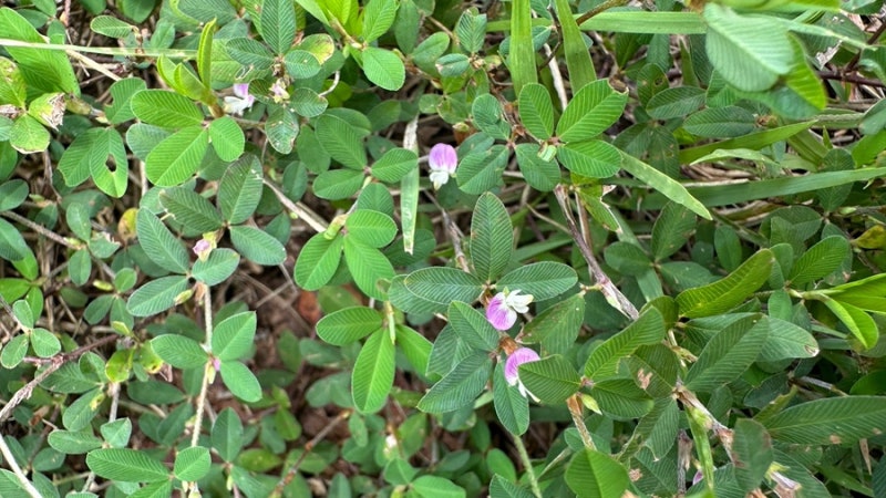 Kummerowia 매듭풀