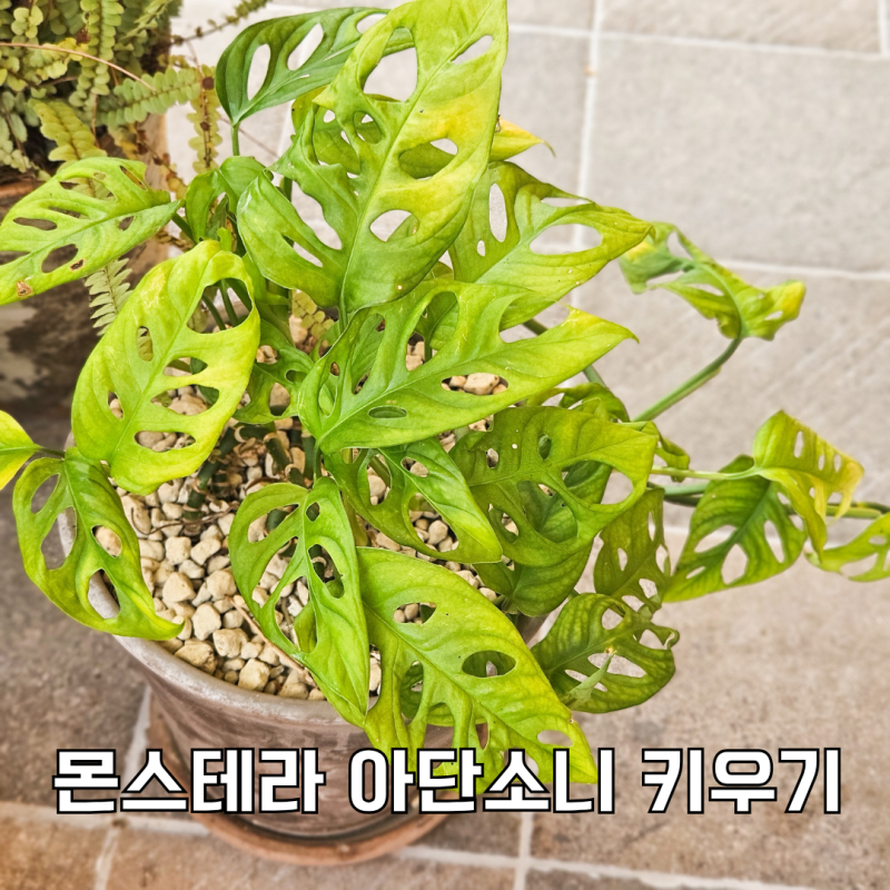 몬스테라 아단소니 키우기, 잎이 힘없고 노랗다면