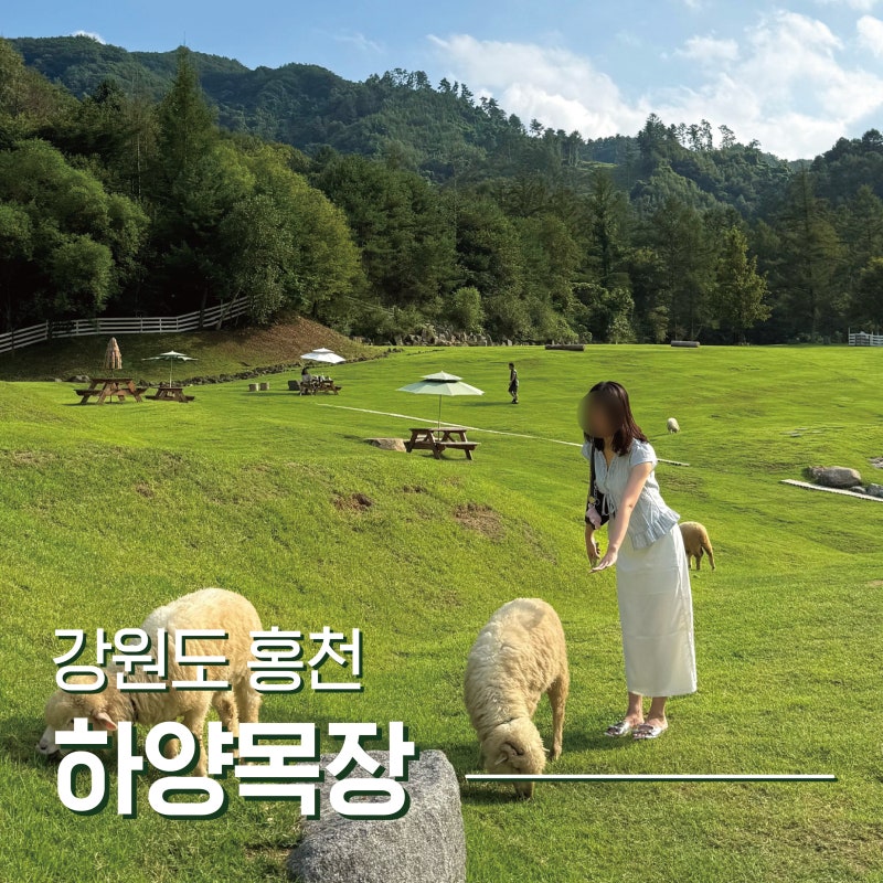 강원도 홍천 애견동반가능 비발디파크 근처 가볼만한곳 양떼목장. 하양목장