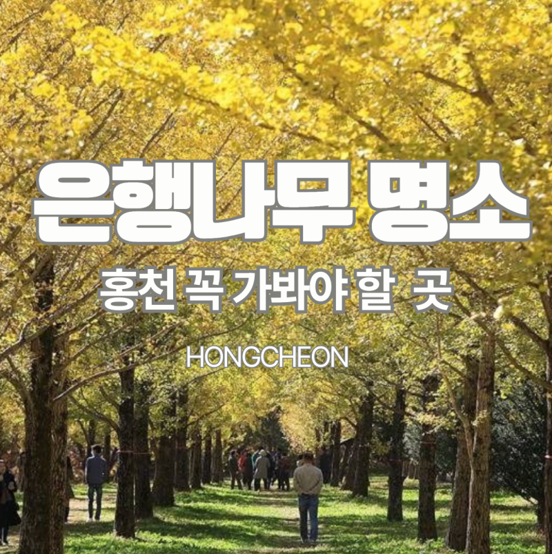 전국에서 은행나무 단풍이 가장 아름다운 숲이 이곳에! 홍천 가볼만한곳 총정리