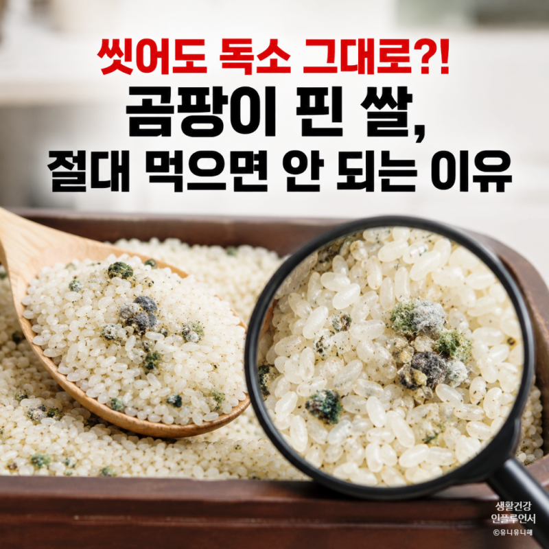 곰팡이 핀 쌀 먹으면 안 될까? 쌀 곰팡이 구별법과 냄새로 확인하는 기준