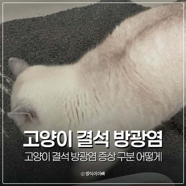 고양이 결석 방광염 증상 구분 어떻게