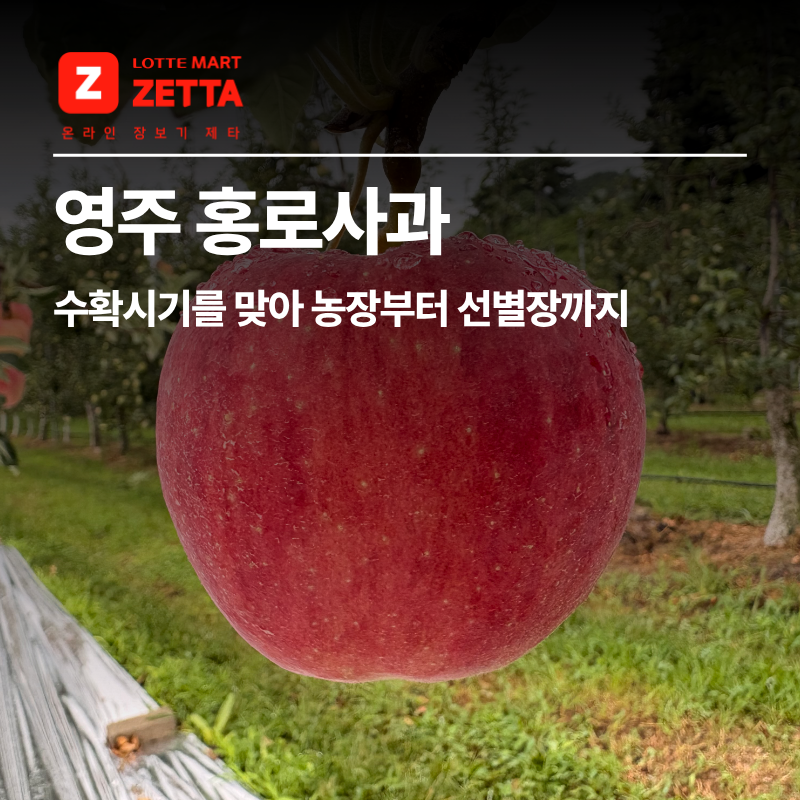 영주 홍로사과, 수확시기를 맞아 농장부터 선별장까지 다녀왔어요