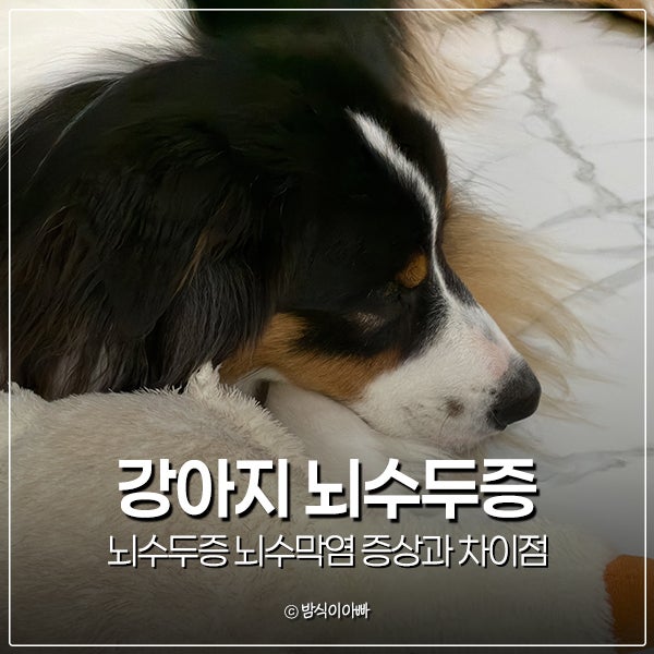강아지 뇌수두증 뇌수막염 증상과 차이점 어떤 질병일까?