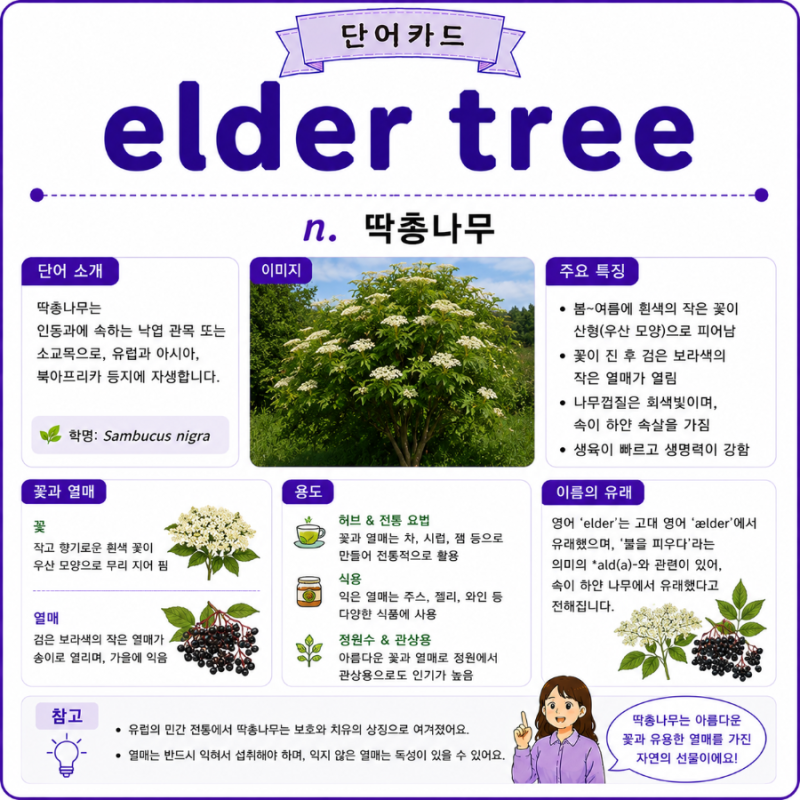 elder tree : 딱총나무 @ 《해리 포터 영어 사전》