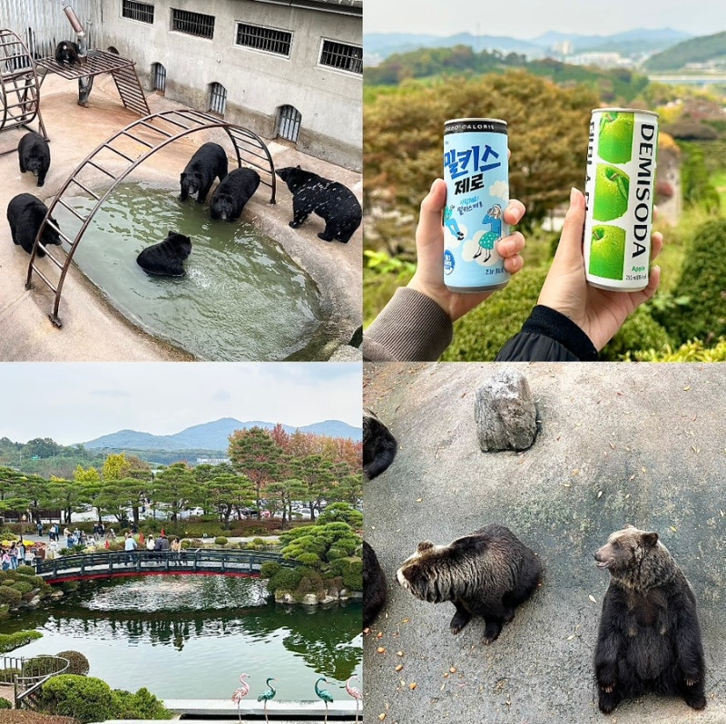 세종시 아이와 가볼만한곳 베어트리파크 청주 근교 나들이