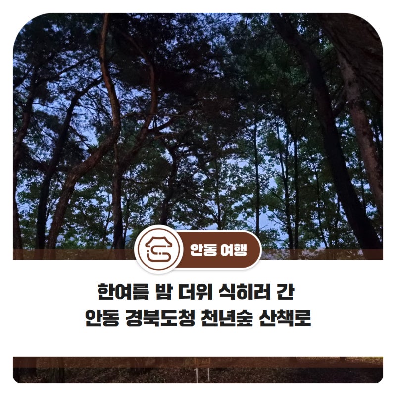 한여름 밤 더위 식히러 간 안동 경북도청 천년숲 산책로