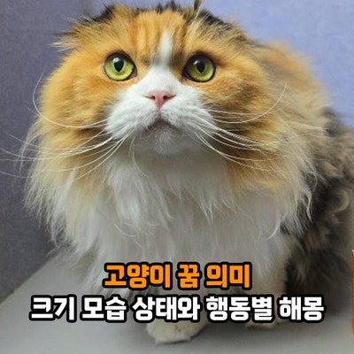 고양이 꿈 의미, 고양이가 나오는 꿈 크기 모습 상태와 행동별 해몽
