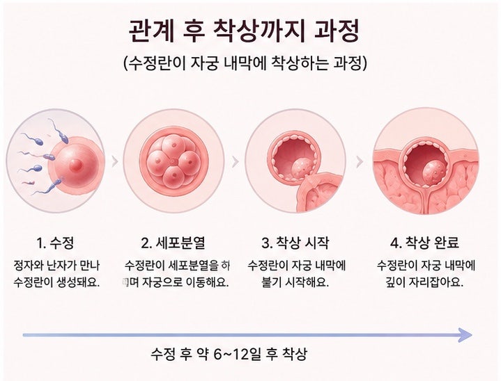관계 후 착상까지 걸리는 시간｜수정부터 착상까지 과정 정리