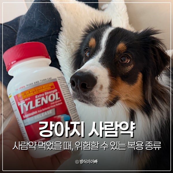 강아지 사람약 먹었을 때, 위험할 수 있는 복용 종류