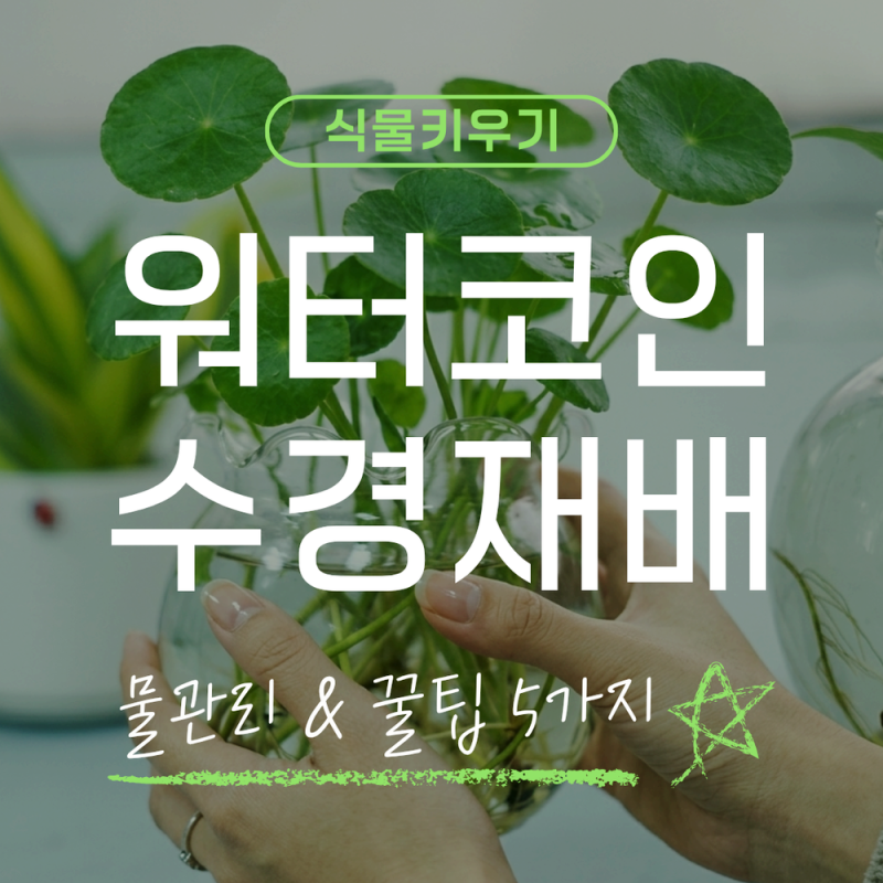 워터코인 수경재배 물관리와 쉽게 키우는 팁 5가지