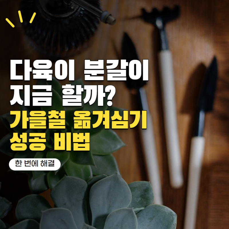 다육이 분갈이 지금 해도 될까? 가을에 옮겨심기 좋은 시기와 방법