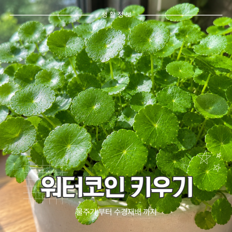 워터코인 키우기, 물주기부터 수경재배 번식까지