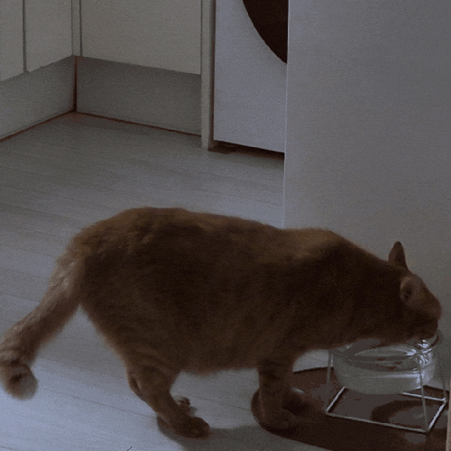 다이소 고양이 물그릇 후기