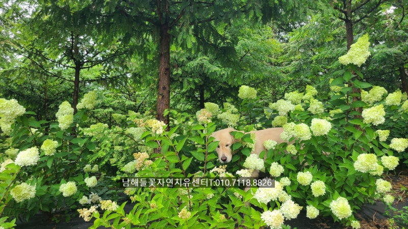 갑상선암 바로알기 #18갑상선암 수술 후 얼굴과 손발이 붓는 이유는? 살이 찐 것과 부종은 다....