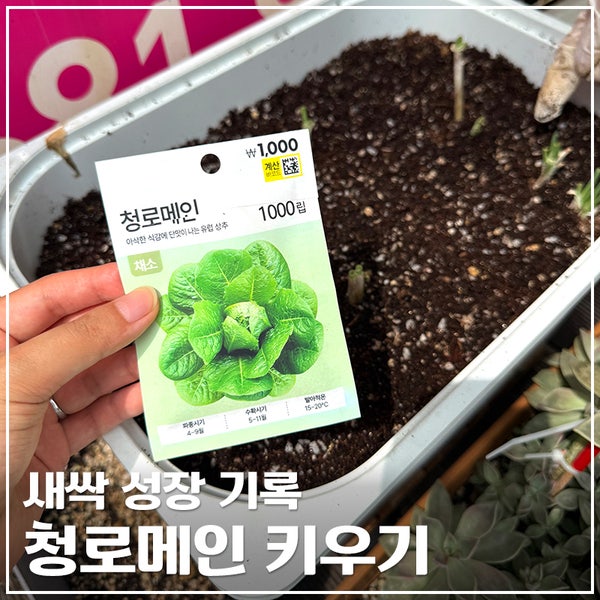 청로메인 키우기｜씨앗 파종 2일 만에 발아, 새싹 성장 기록