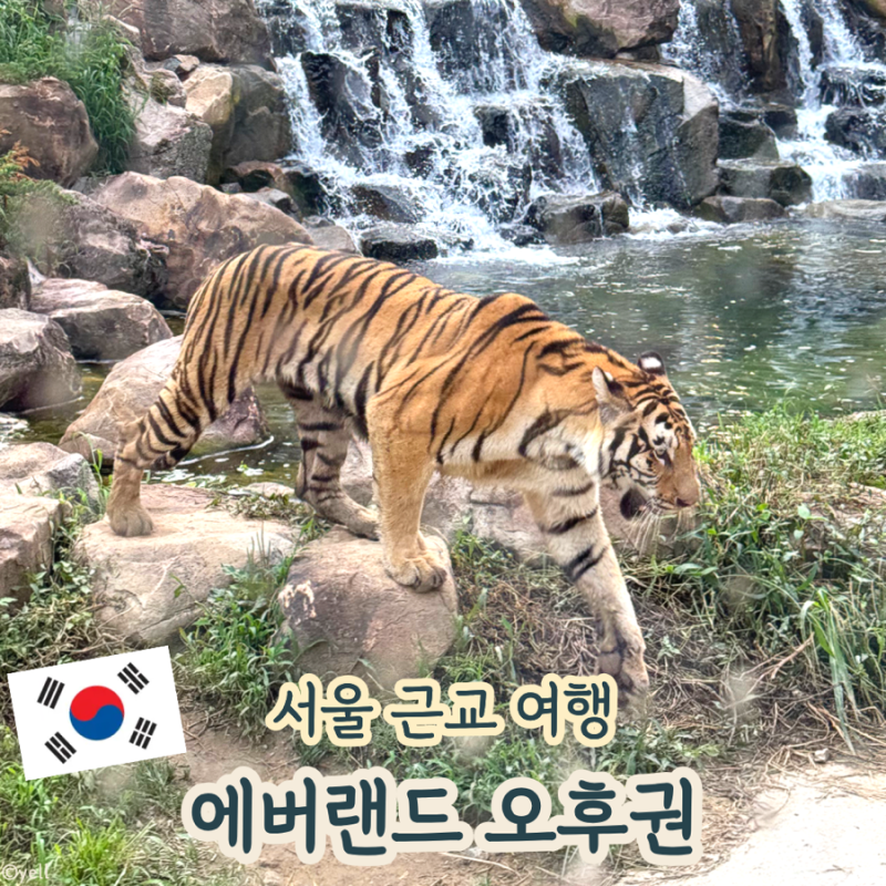에버랜드 오후권 평일 이용 후기, 사파리부터 불꽃쇼까지