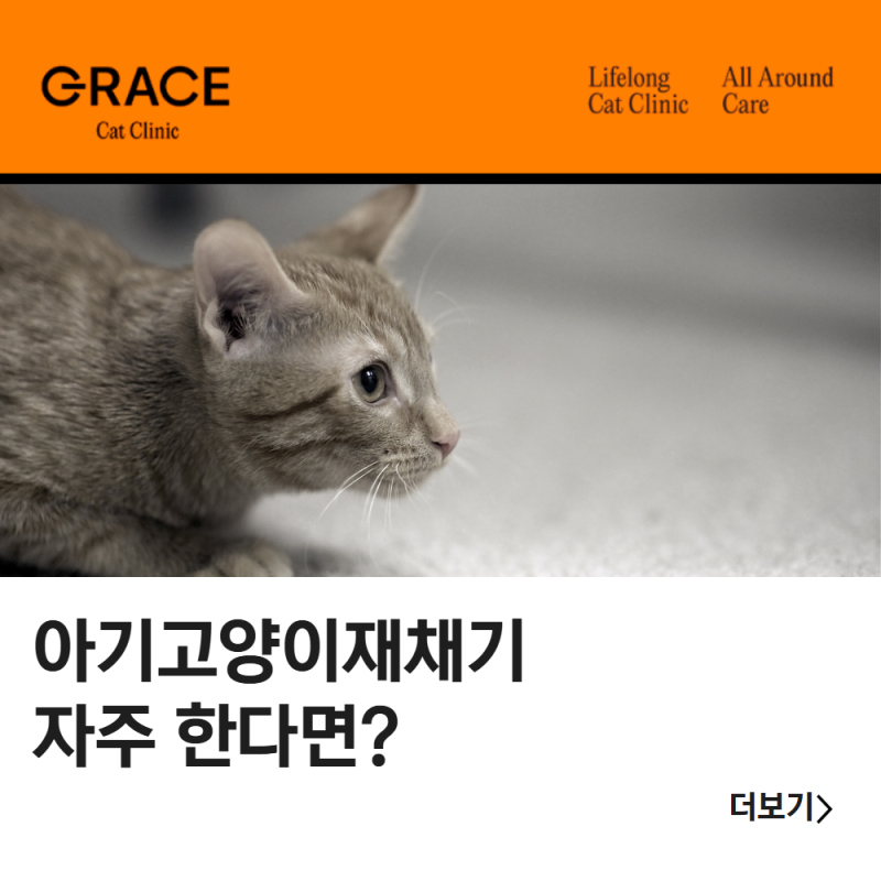 아기고양이재채기 자주 한다면 확인해야 할 원인