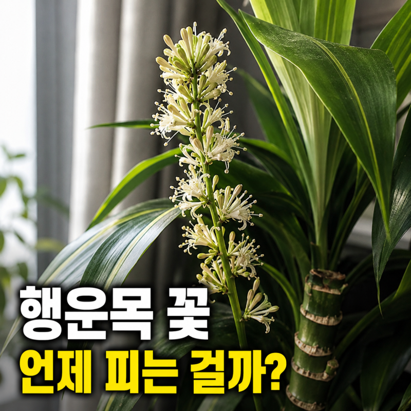 행운목 꽃 피는 시기 꽃말 꽃이 피는 조건 키우는 방법