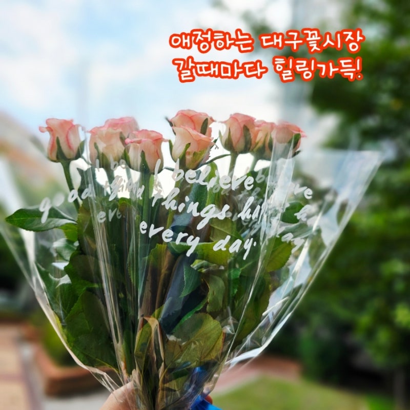 대구꽃백화점 대구역 칠성동꽃시장 N번째방문 솔직후기
