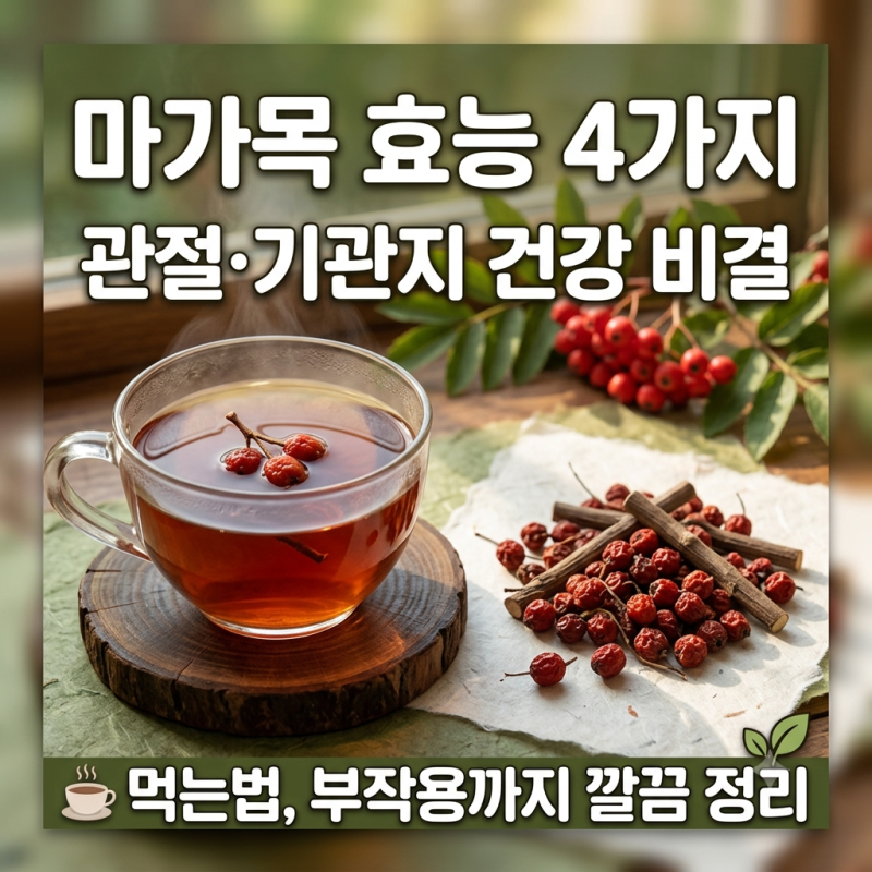 마가목 효능 4가지와 관절·기관지에 좋은 먹는법, 부작용까지 깔끔 정리