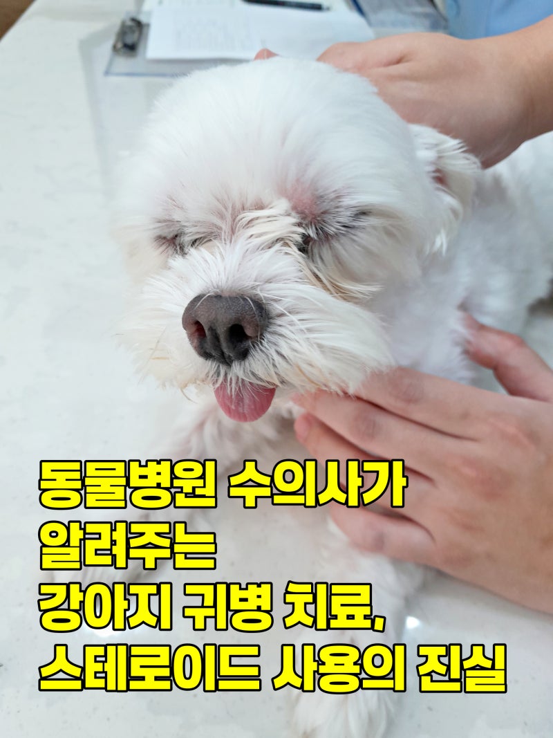 동물병원 수의사가 알려주는 강아지 귀병 치료, 스테로이드 사용의 진실