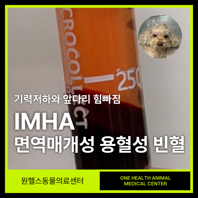 기력저하와 앞다림 힘빠짐, 강아지 IMHA 면역매개성 용혈성 빈혈